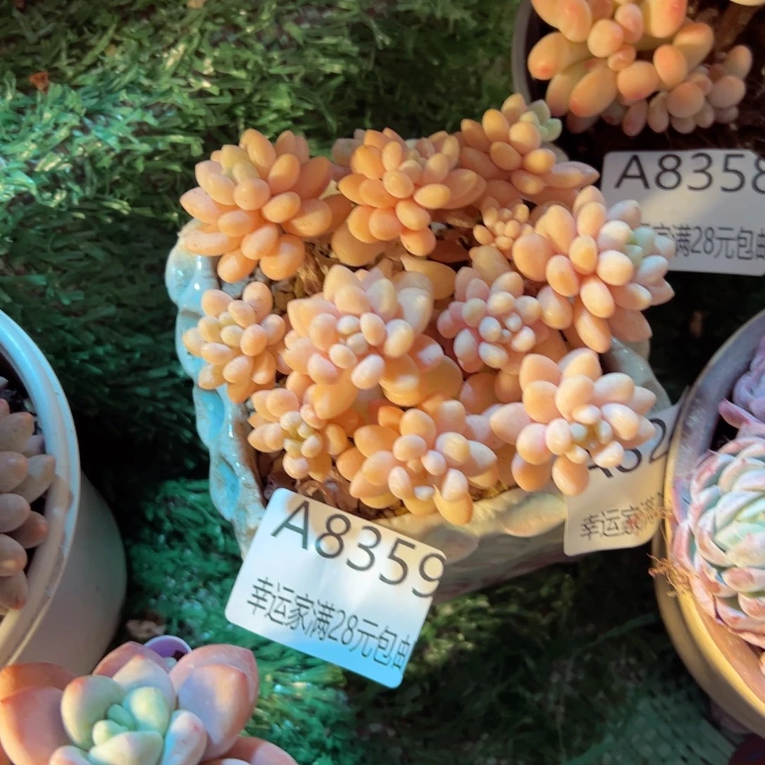 幸运的是我的朋友们都