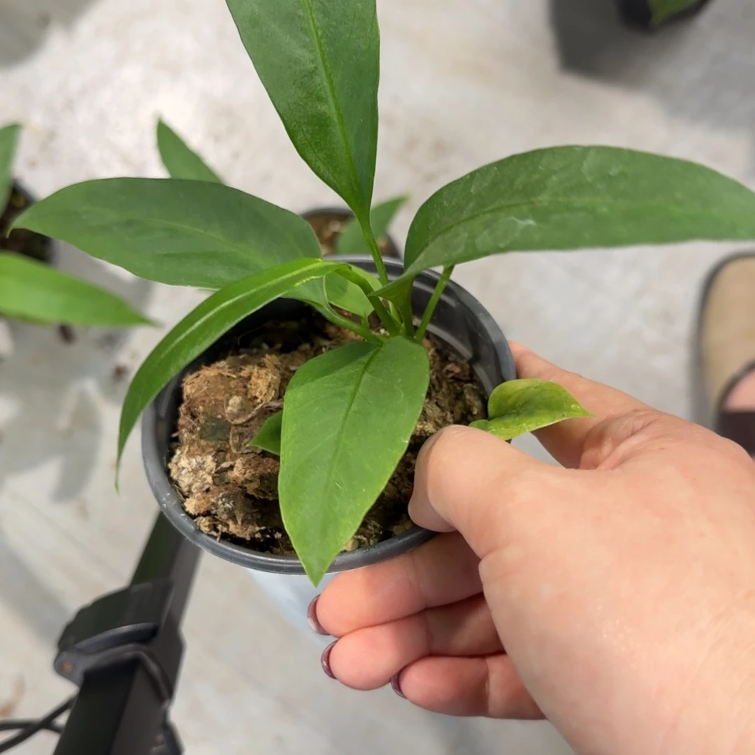 完全开放福利维塔领带