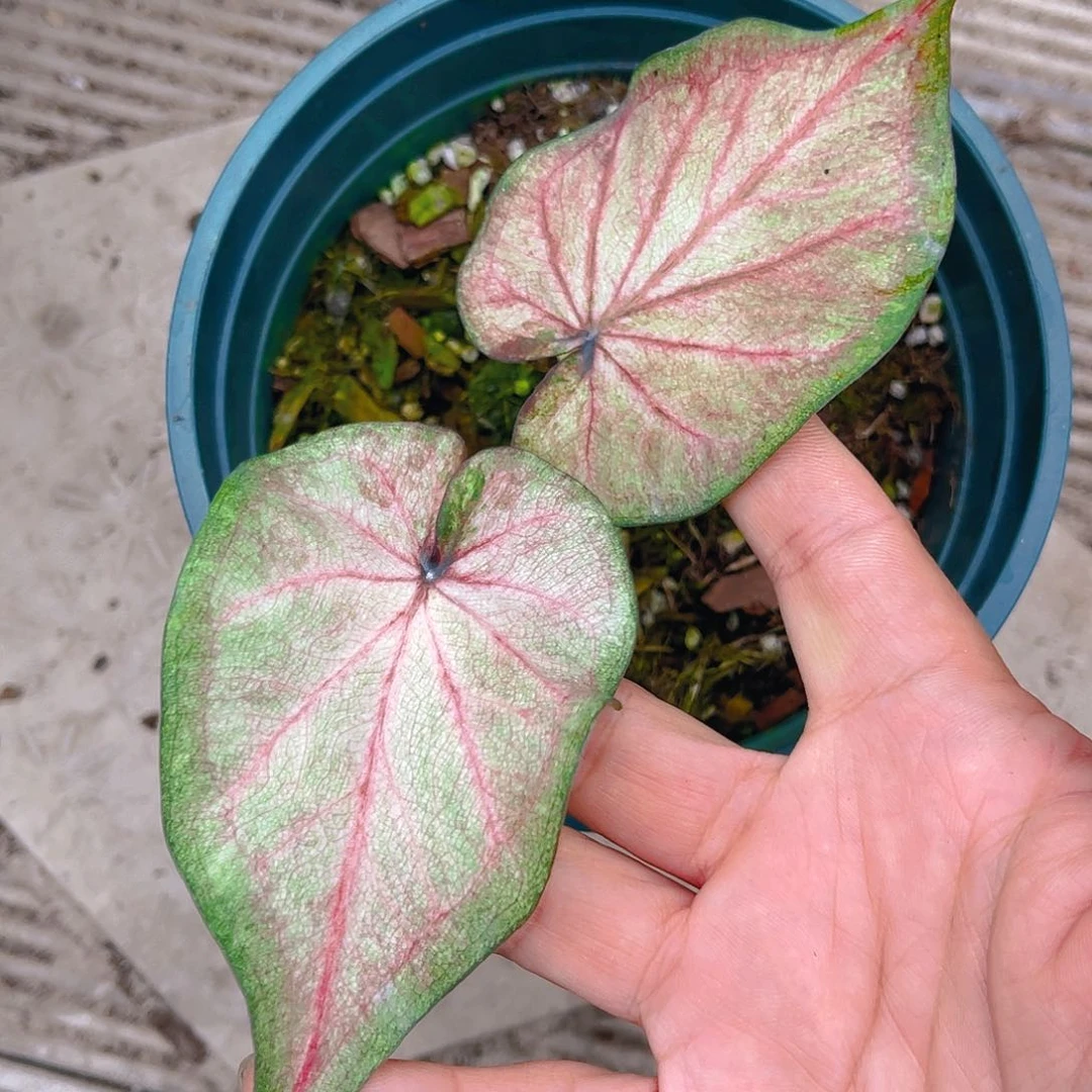 完全开放泰彩一物一拍4517