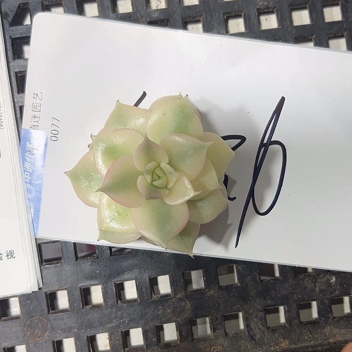 阿***.贝加尔湖锦多肉植物