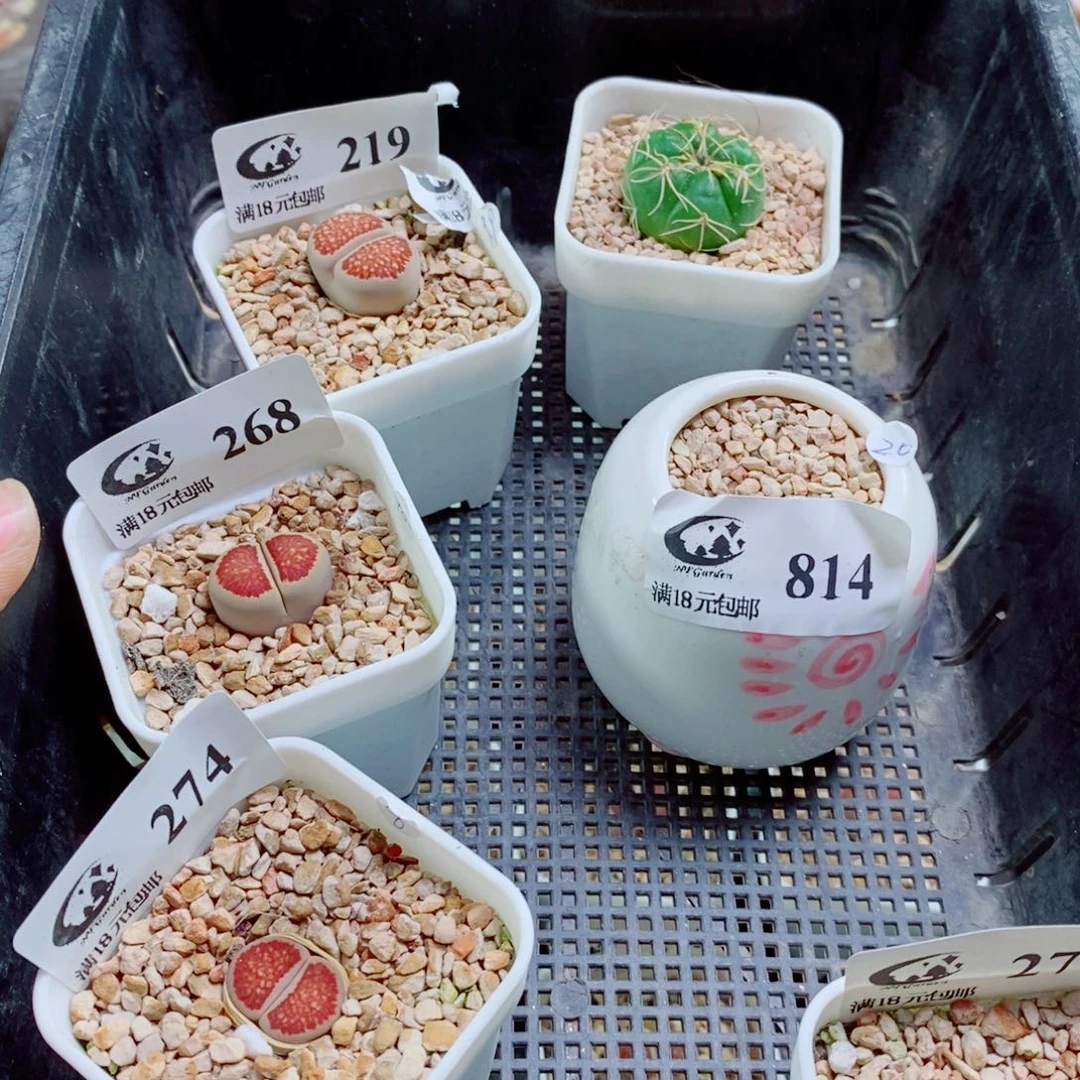 小***泡其实哈哈哈哈哈哈哈哈哈哈270