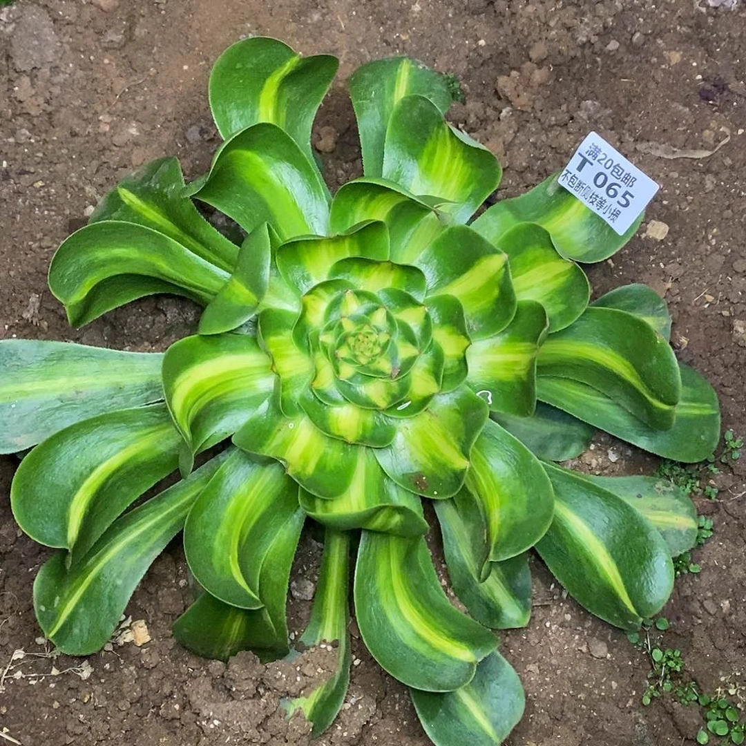 065暴君多肉法师锦叶片收到软榻