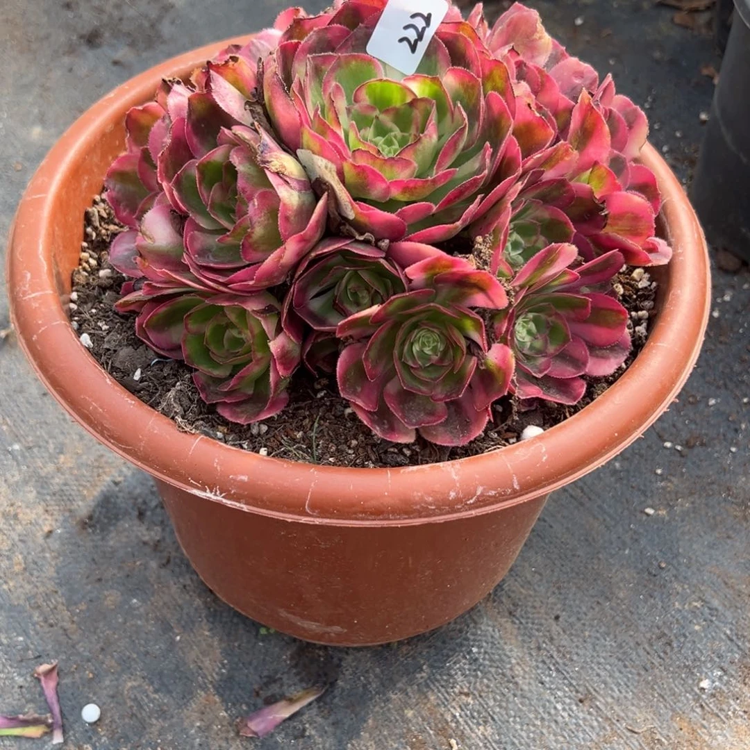 222鸿运多肉多肉多肉多肉