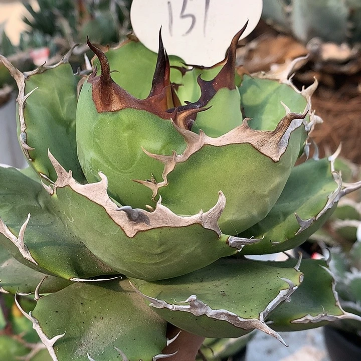 亮**151玫瑰1111111