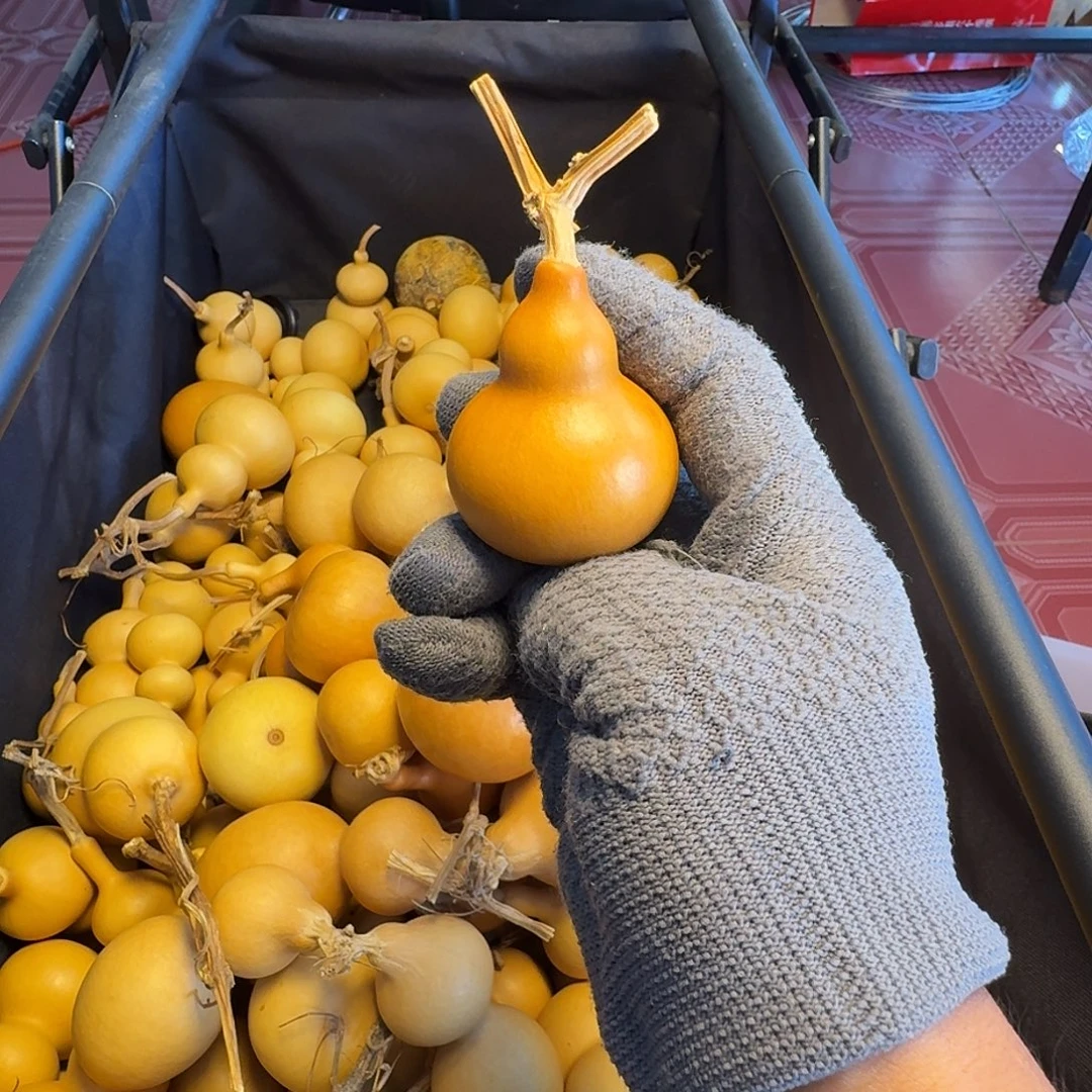 瑶***瑶恭喜发财纯天然葫芦