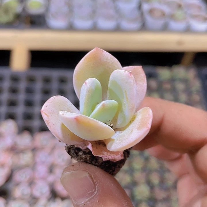 白凤精品多肉量拍