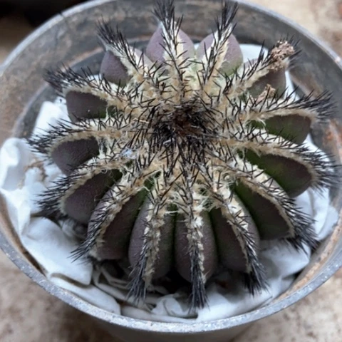 油博仙人球400仙人球