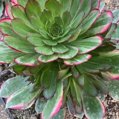 793孔雀翎满25包邮多肉