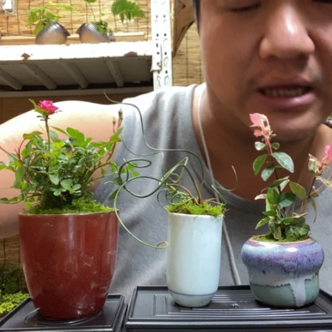 红陶一物一拍所见即所得19