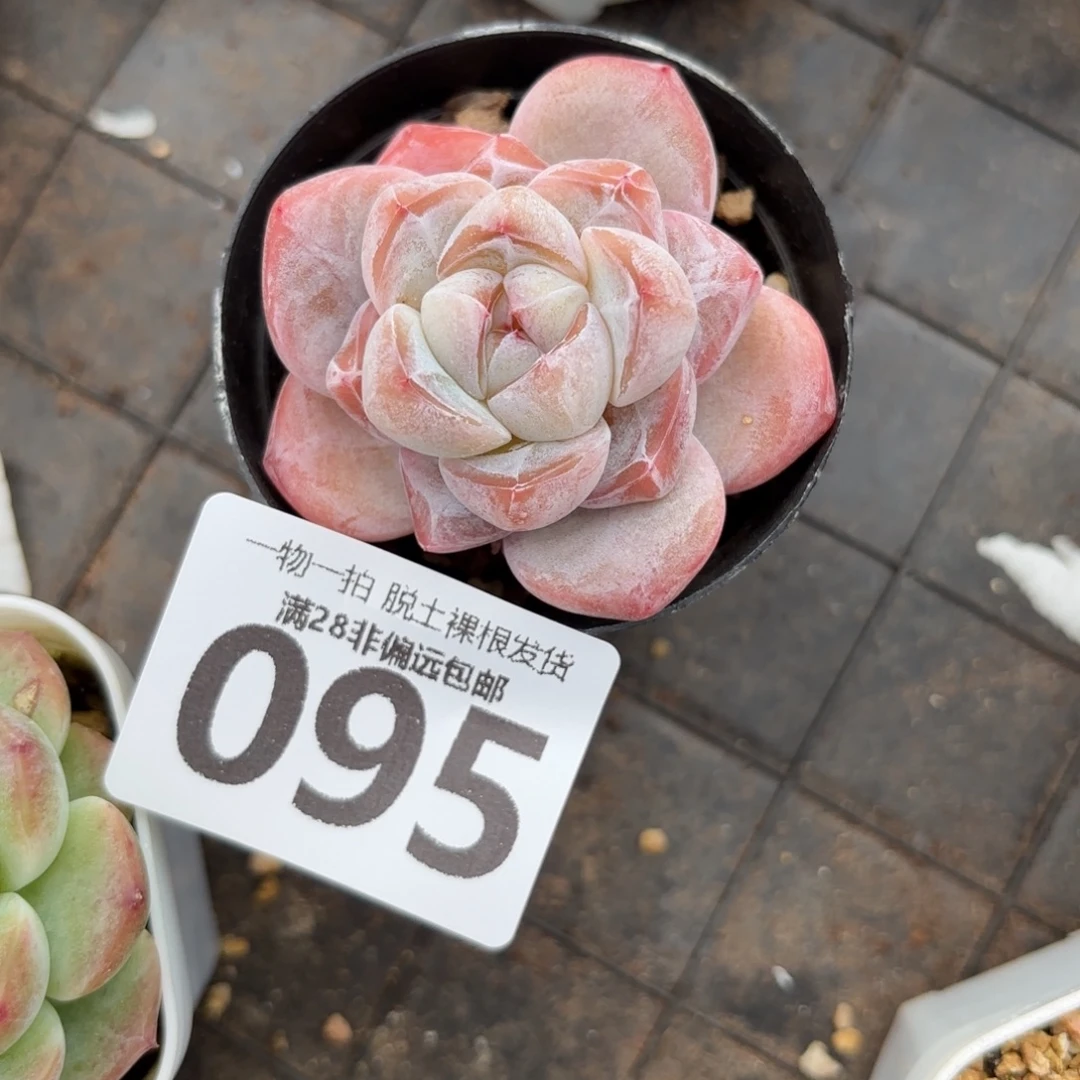 粉钻单头无盆土发货