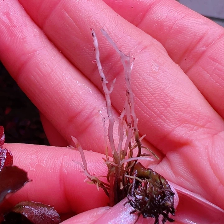 福利17号福利价植物一头