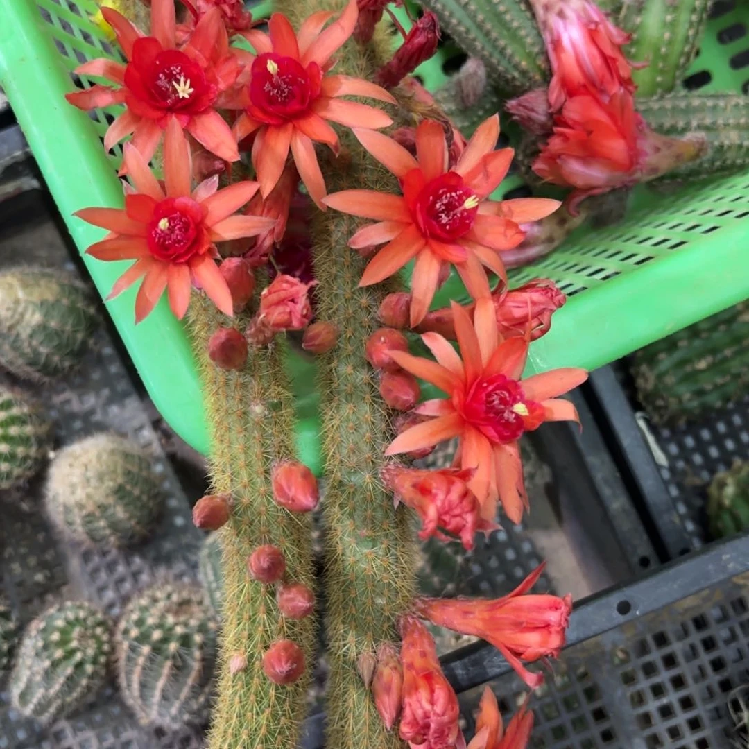 红蜻蜓3颗侧牙20包邮仙人球