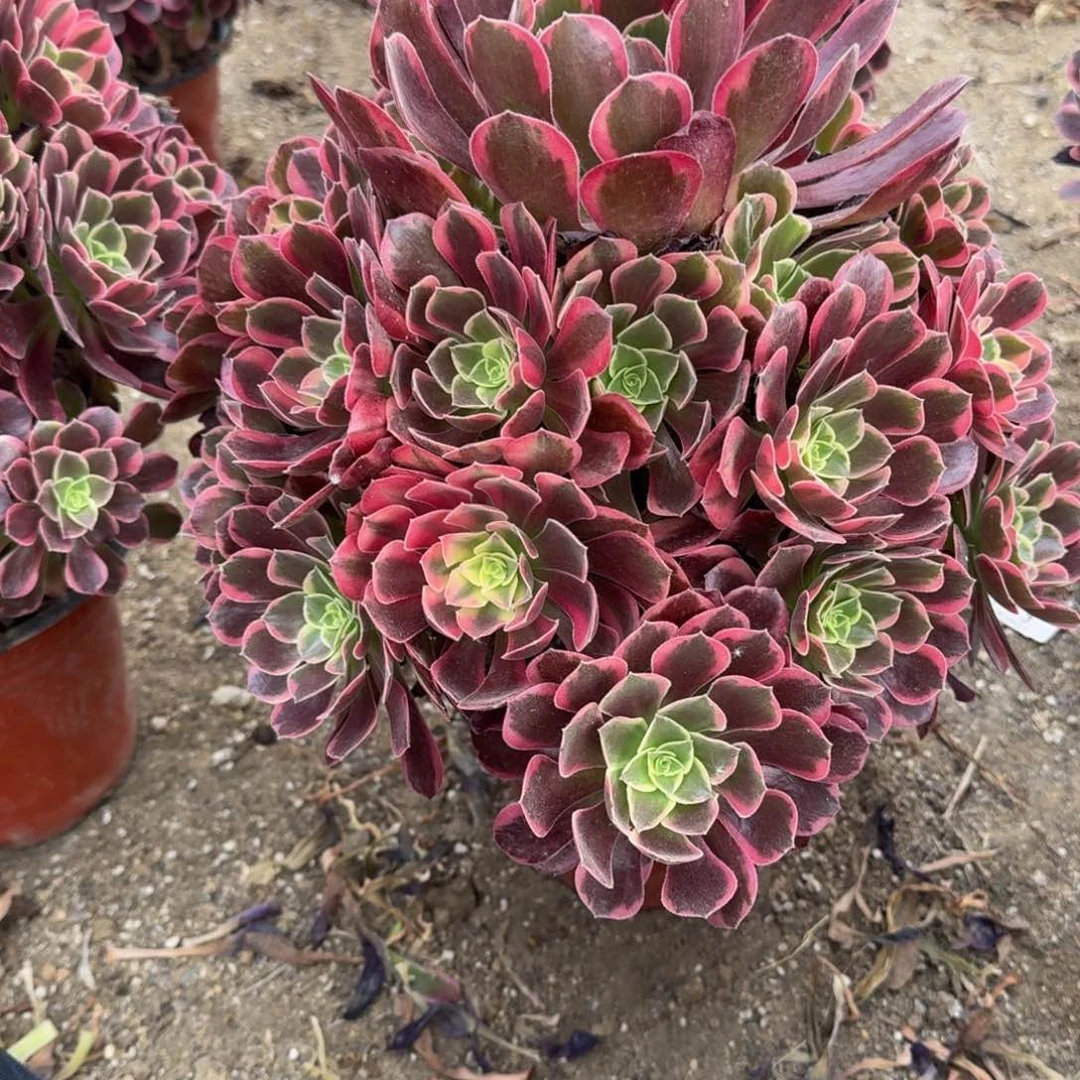 1000金丝雀。多肉植物