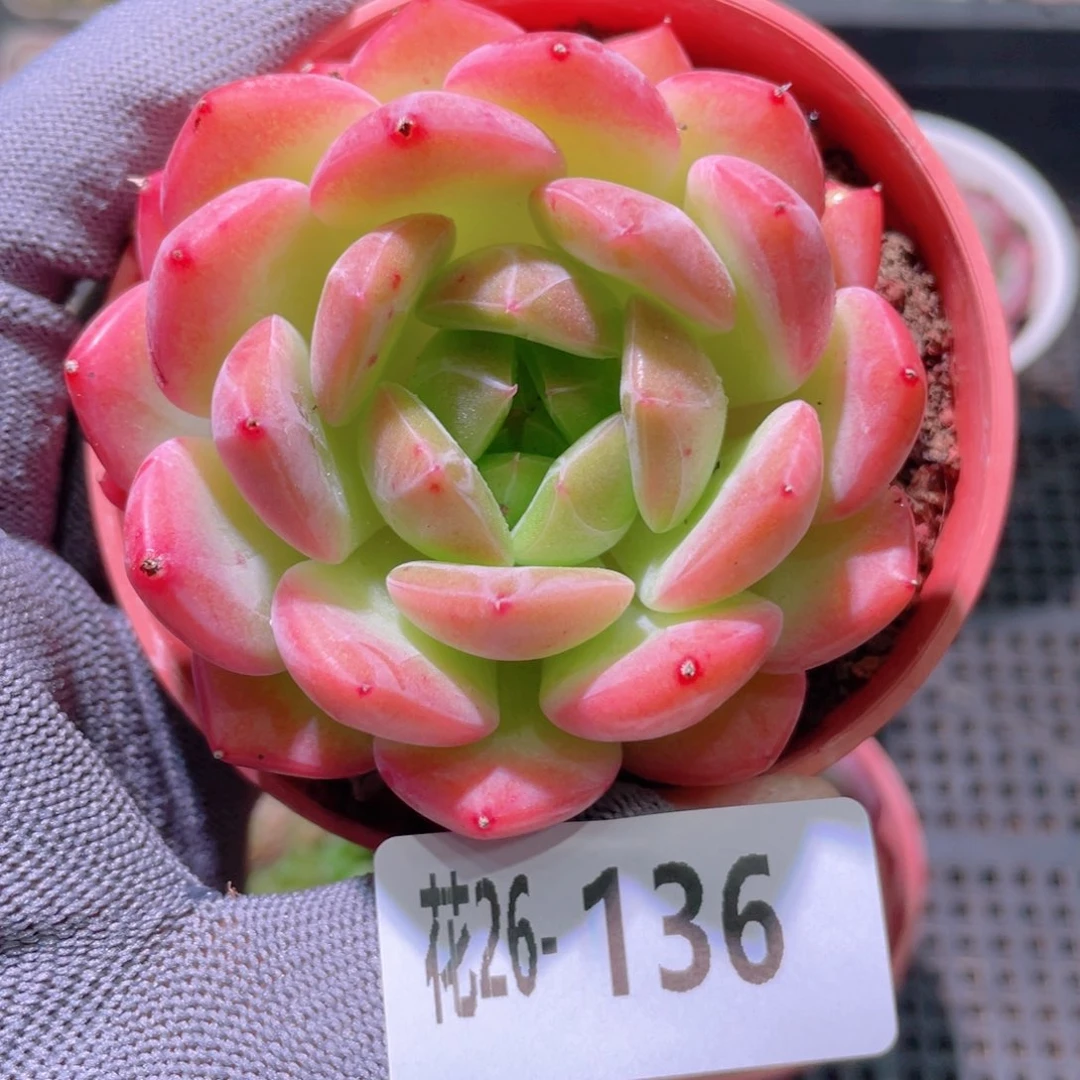 花利美26-136新品
