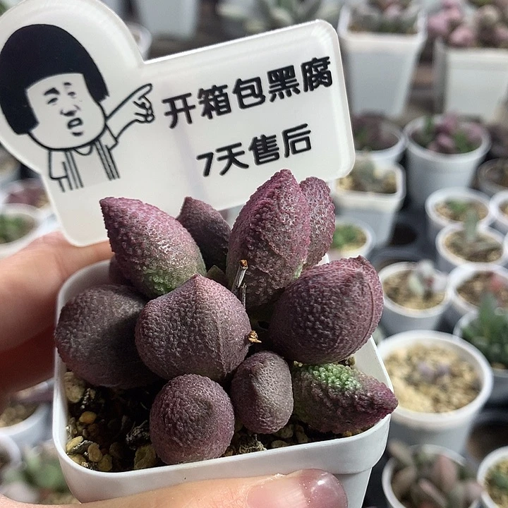 138号—专拍专拍专拍