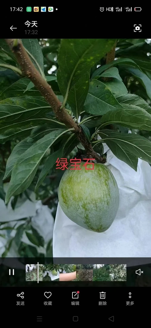 正宗广东省乐昌九峰山黄绿奈（季后期翡翠李已转黄）超级甜