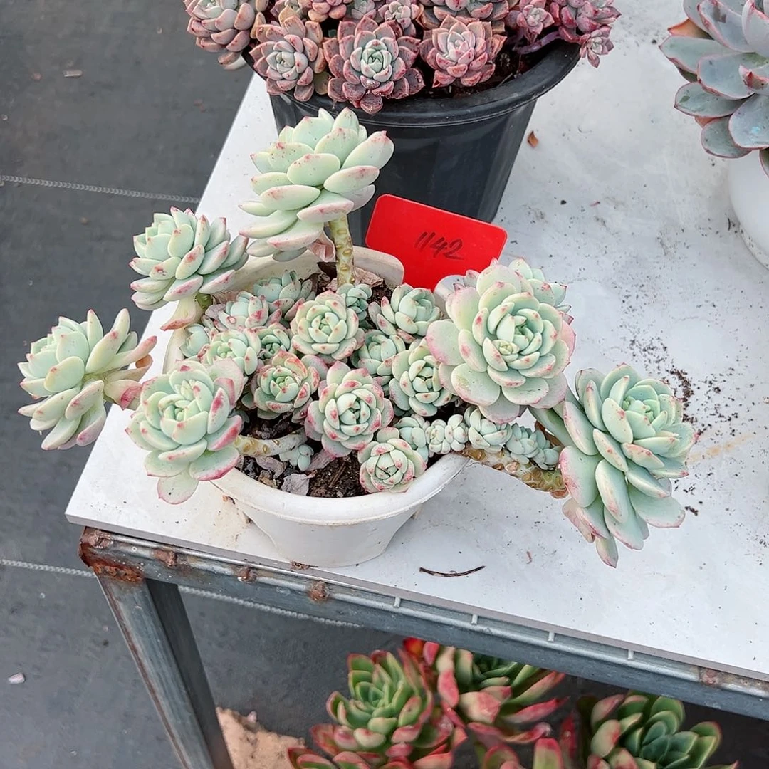 蔡*娥1142香草多肉植物