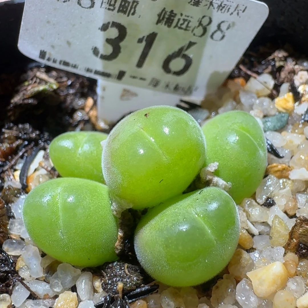 Sss精品便宜清了316