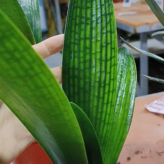 完全开放嗯呢萌萌