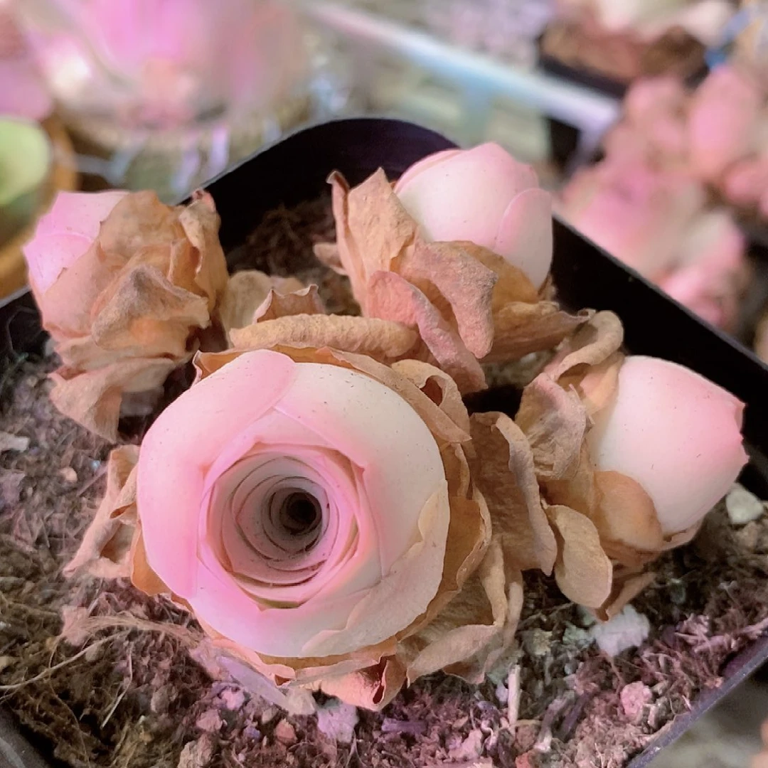 山地玫瑰一物一拍007fy