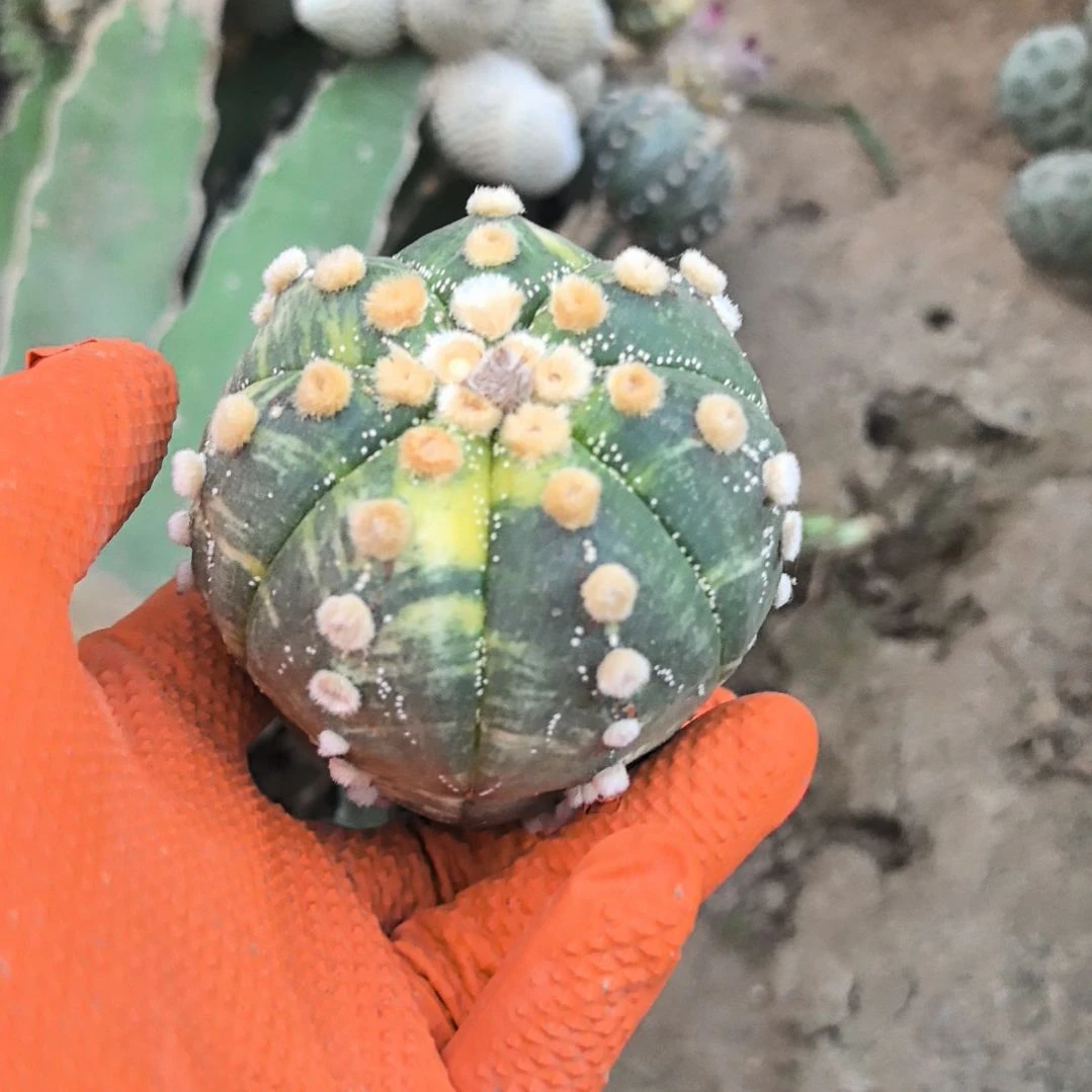 秋***兔习志野仙人球直播