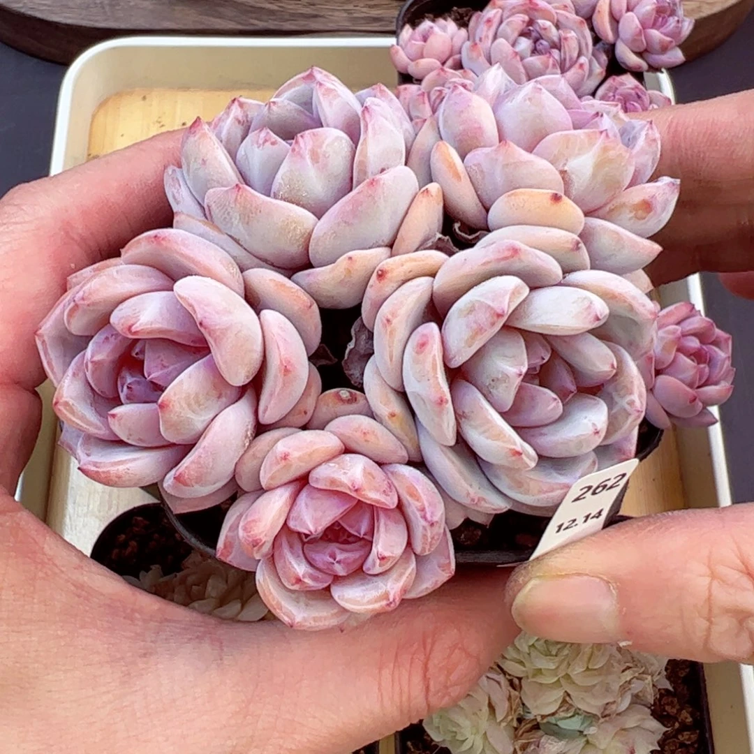 好好看262、哈哈哈哈哈