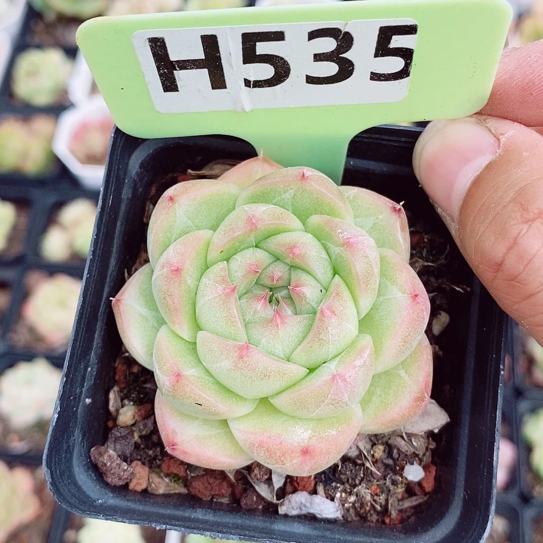 麦秆福利6cm多肉植物