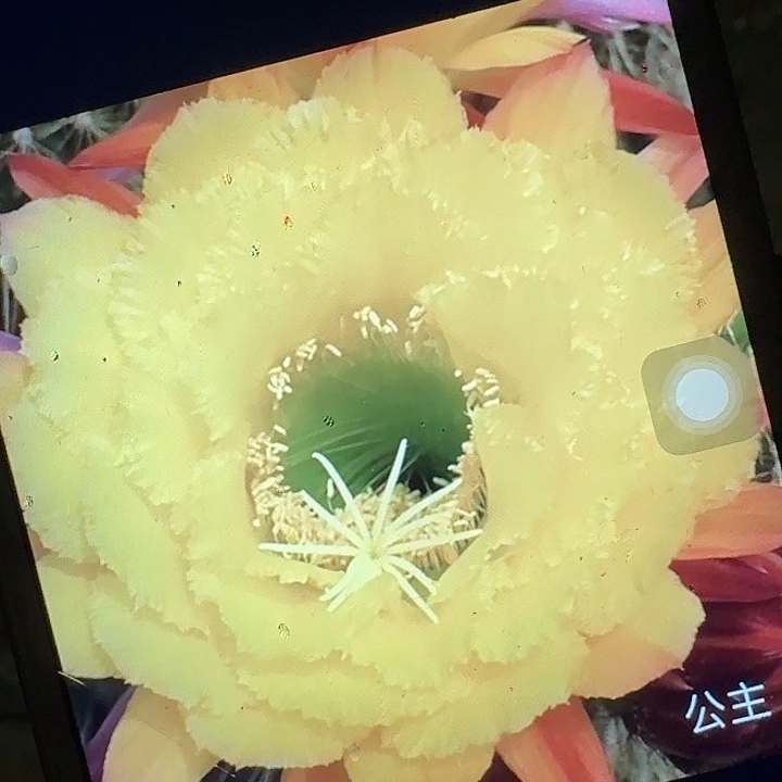 公主侧芽5公分左右毛花柱（20包邮）