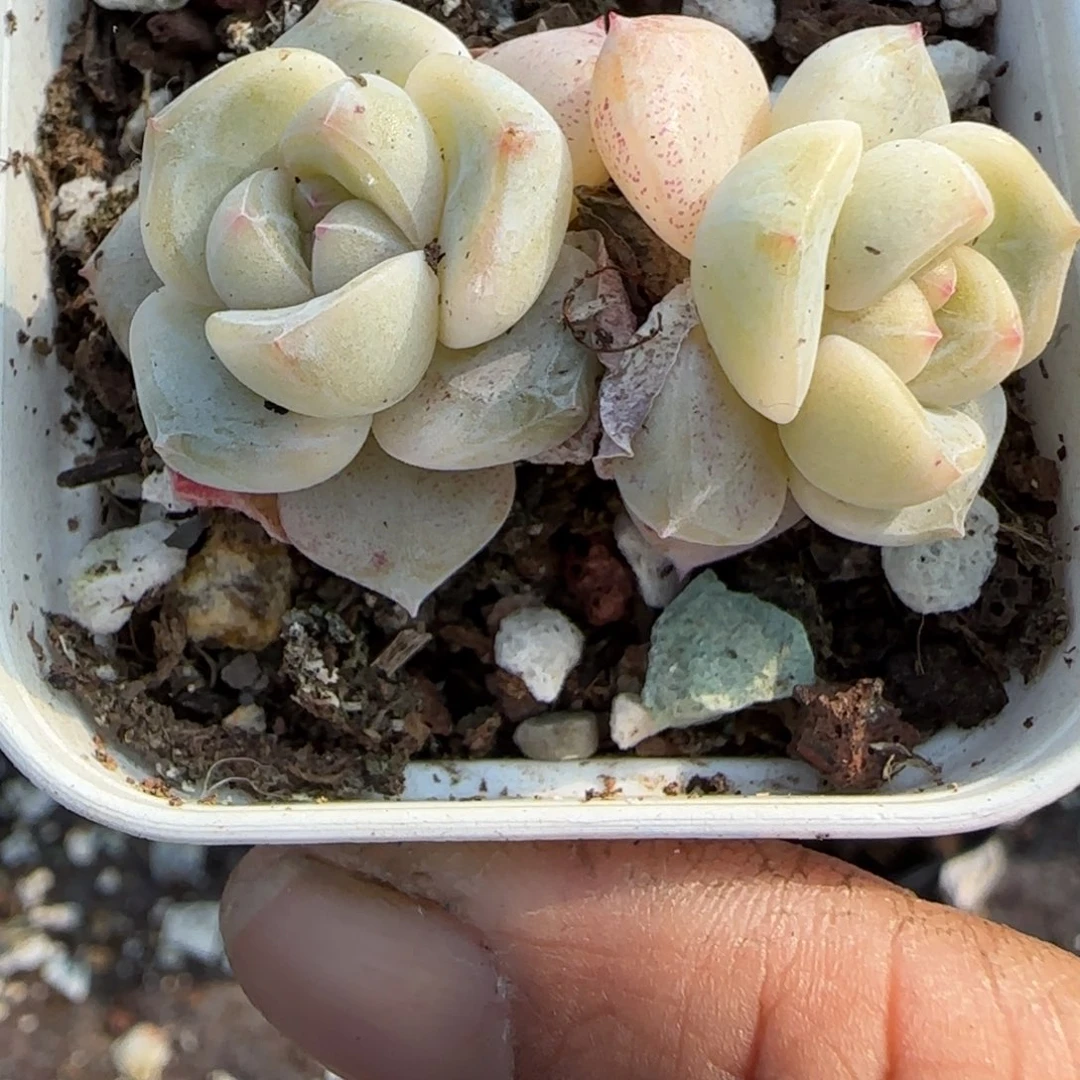 多肉小卡拉米糖心一物一拍