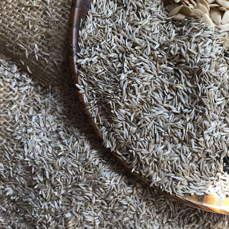 纯生菜籽生籽熟籽白生菜籽现磨生菜籽粉500克250克