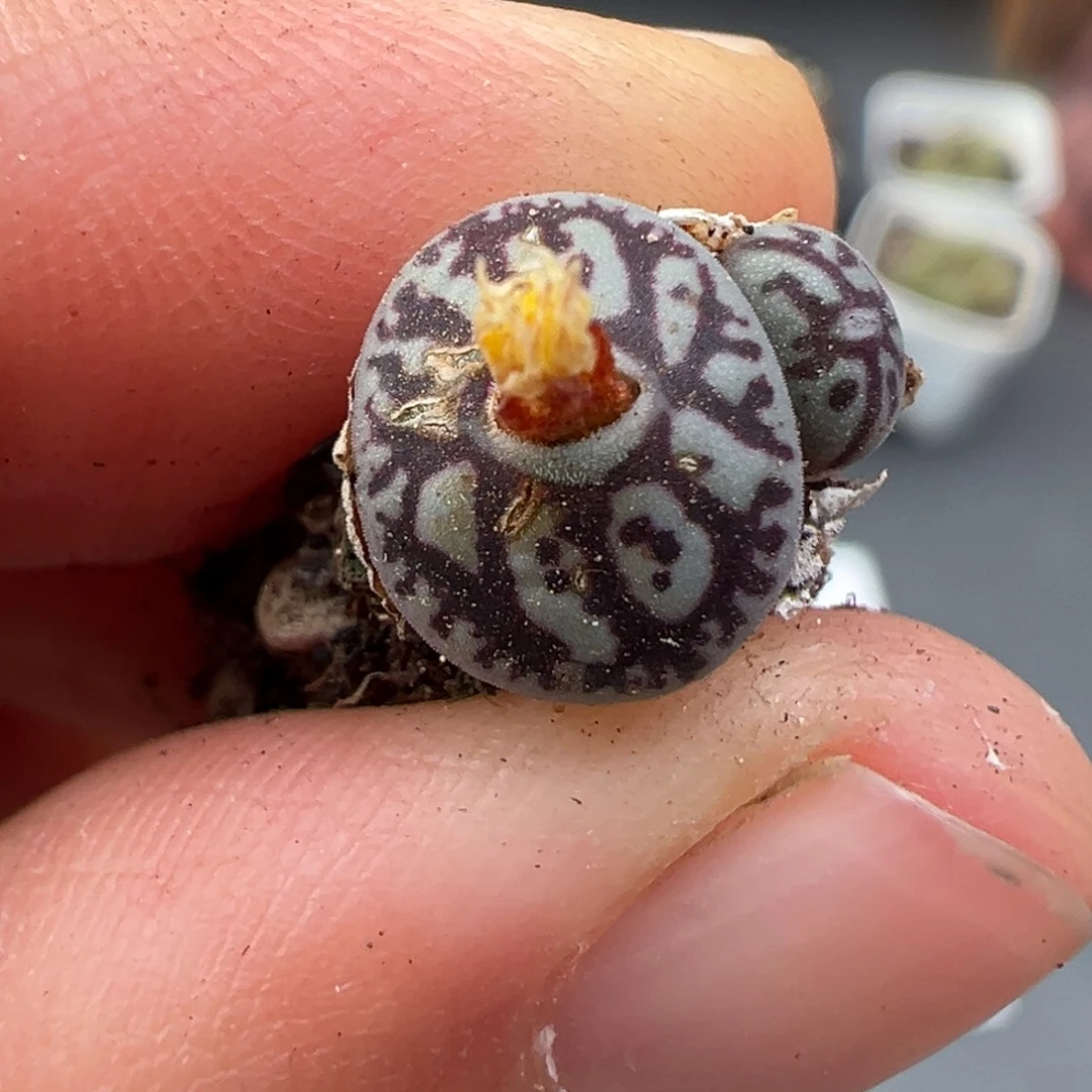 11.27好看的多肉脱土发货516