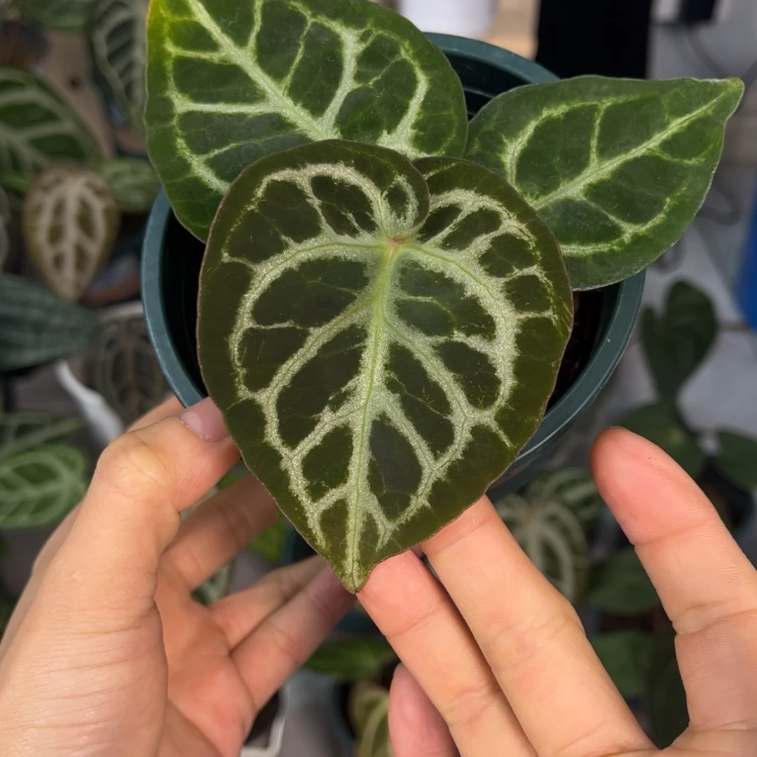 无花朵037 辐射纹杂小钻石