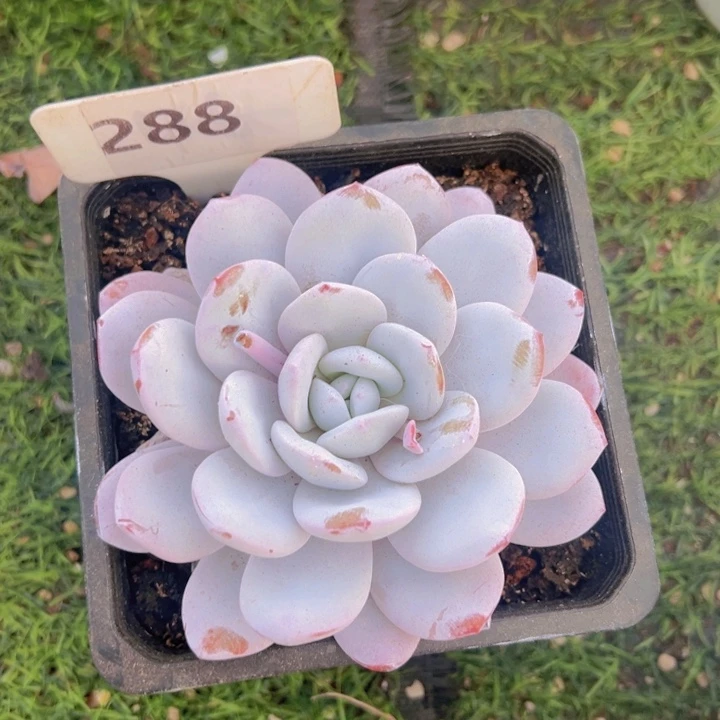 健健康康平平安安