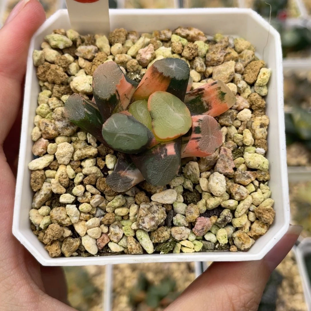 小蔡的菜园 19 山之翠锦