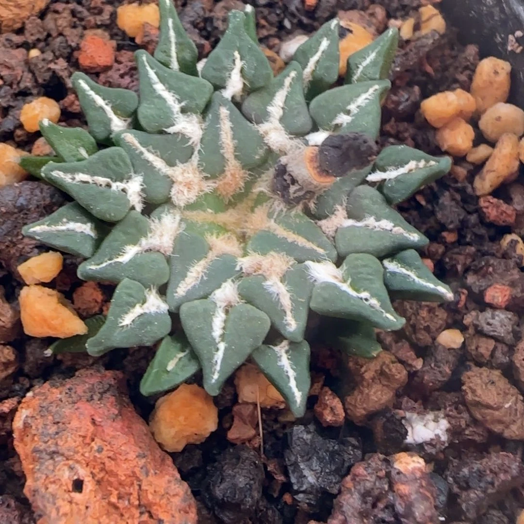 03实生姬牡丹多肉