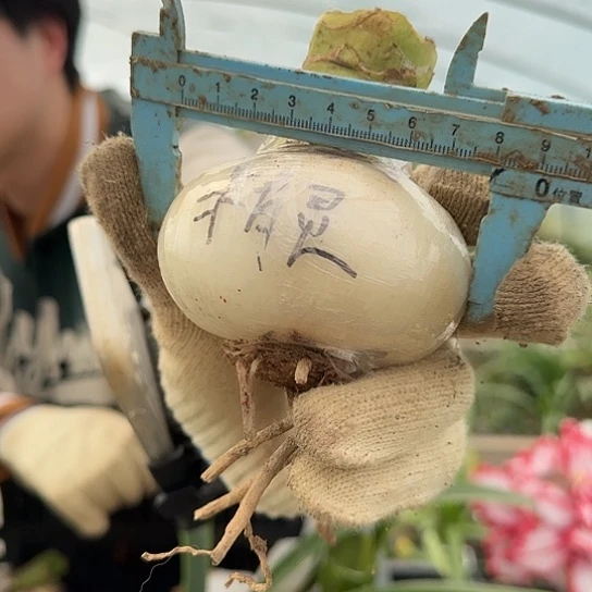 精灵8厘米没有根