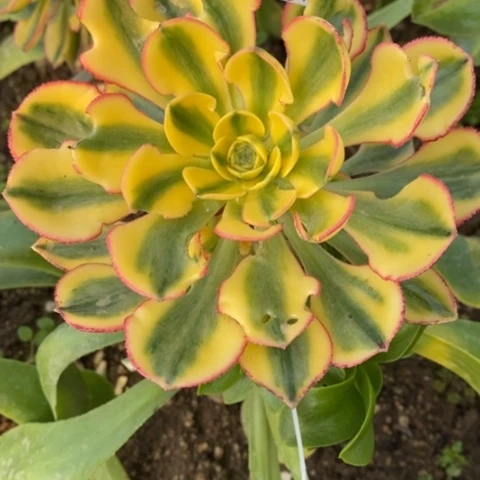 816嫁接太阳神砍过满25包邮多肉