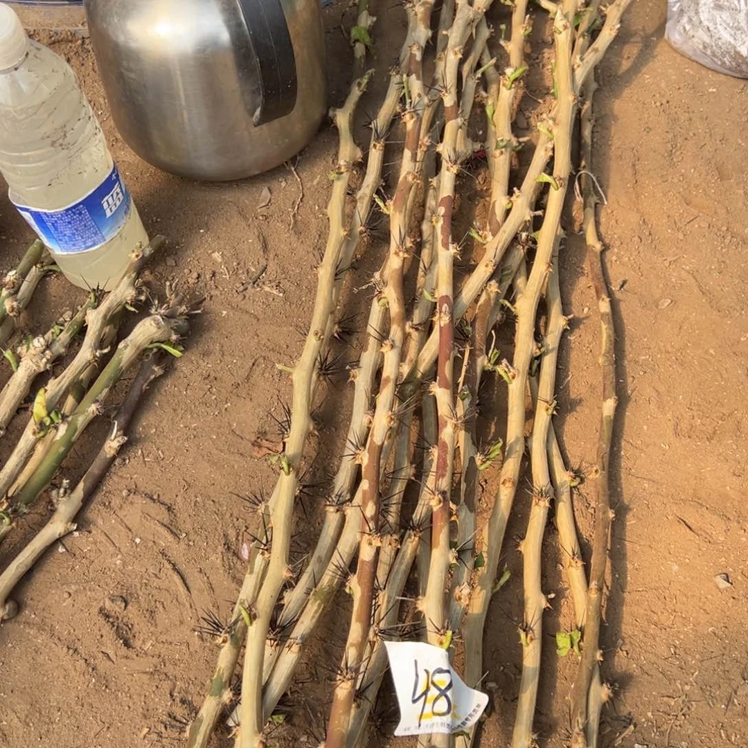 70公分粗的叶仙枝条7跟编号48