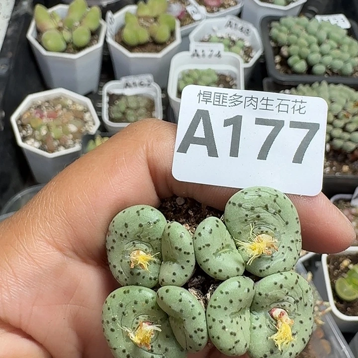177多肉植物多肉植物