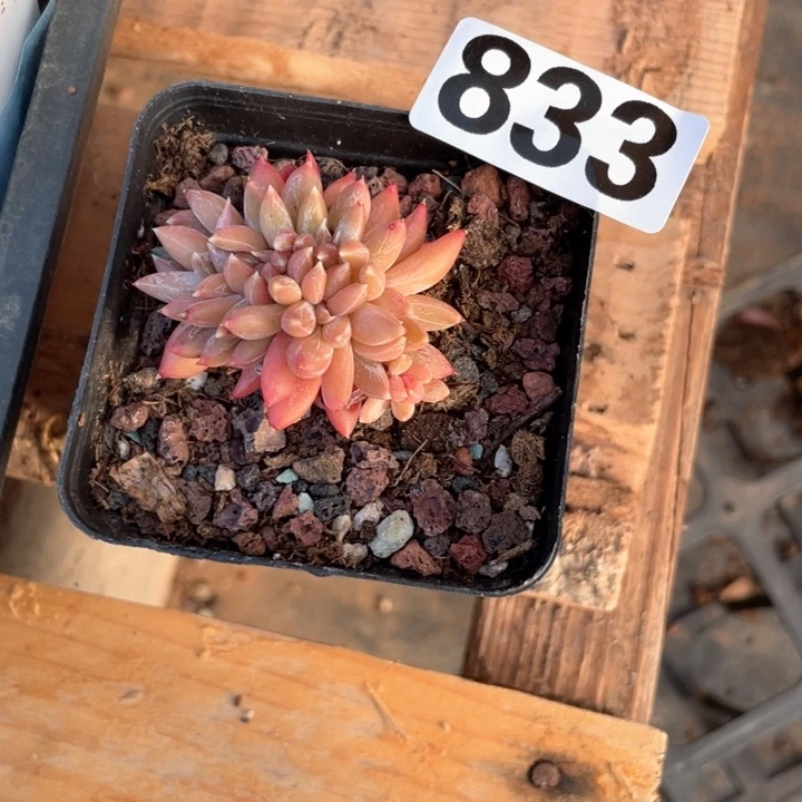 6*8多肉植物一物一拍