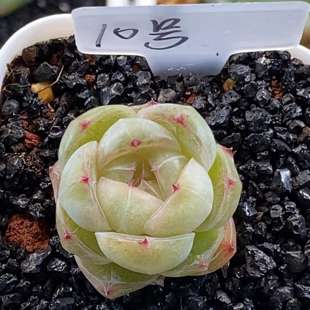 天官赐福百无禁忌