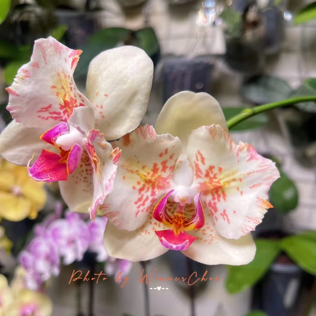 蝴蝶兰麒麟鲜花绿植