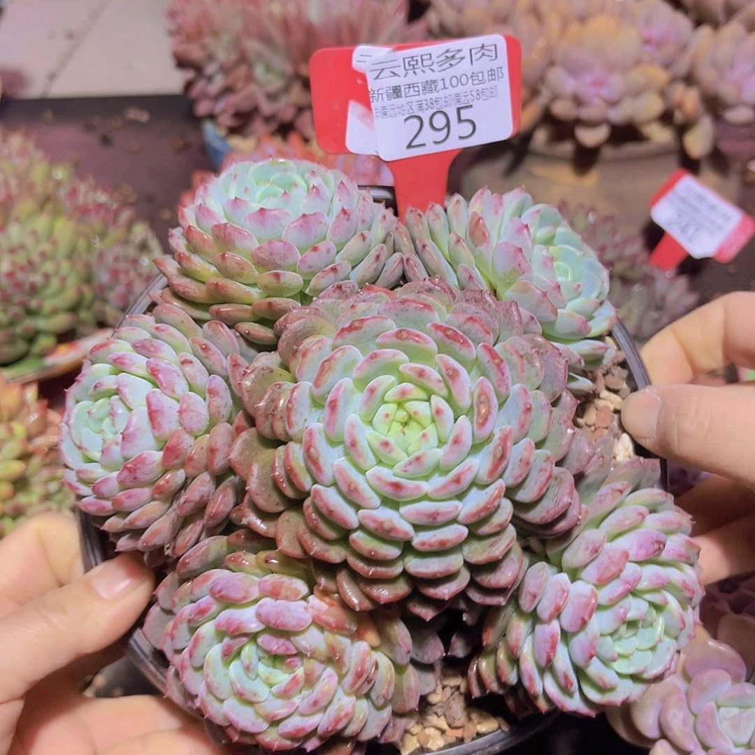 295白胖子多肉植物