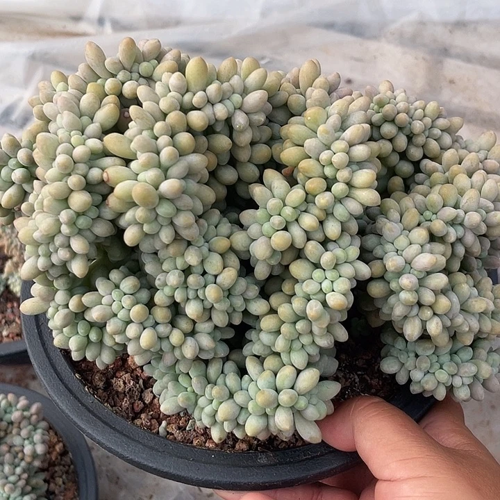 汤圆缀化多肉植物群生