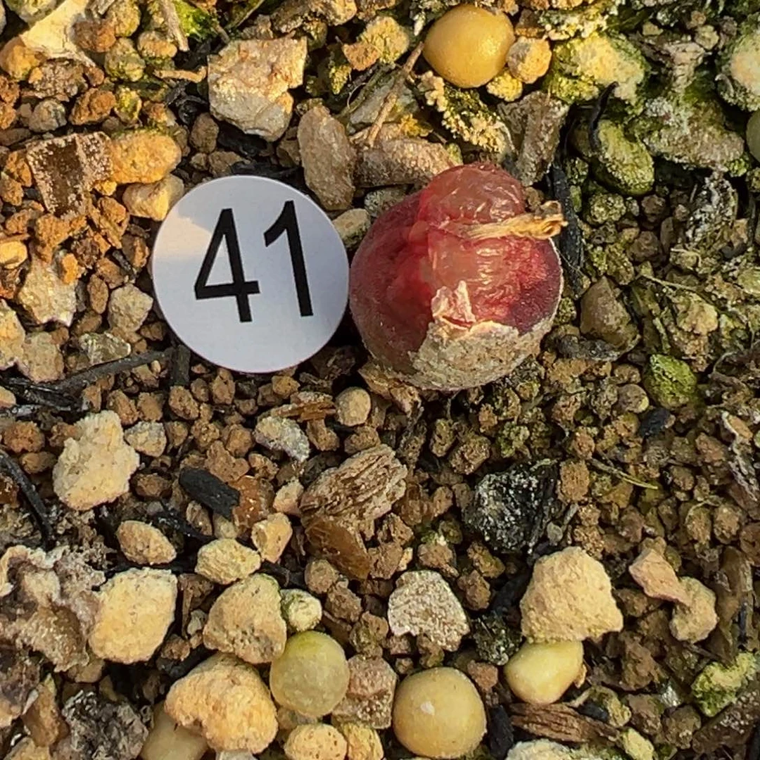 多肉植物1111111111111