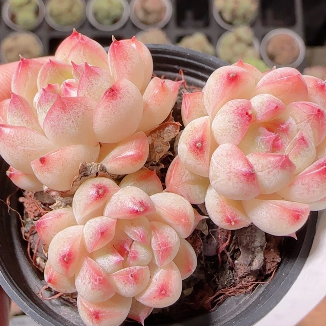 花语逸镜1130-271散