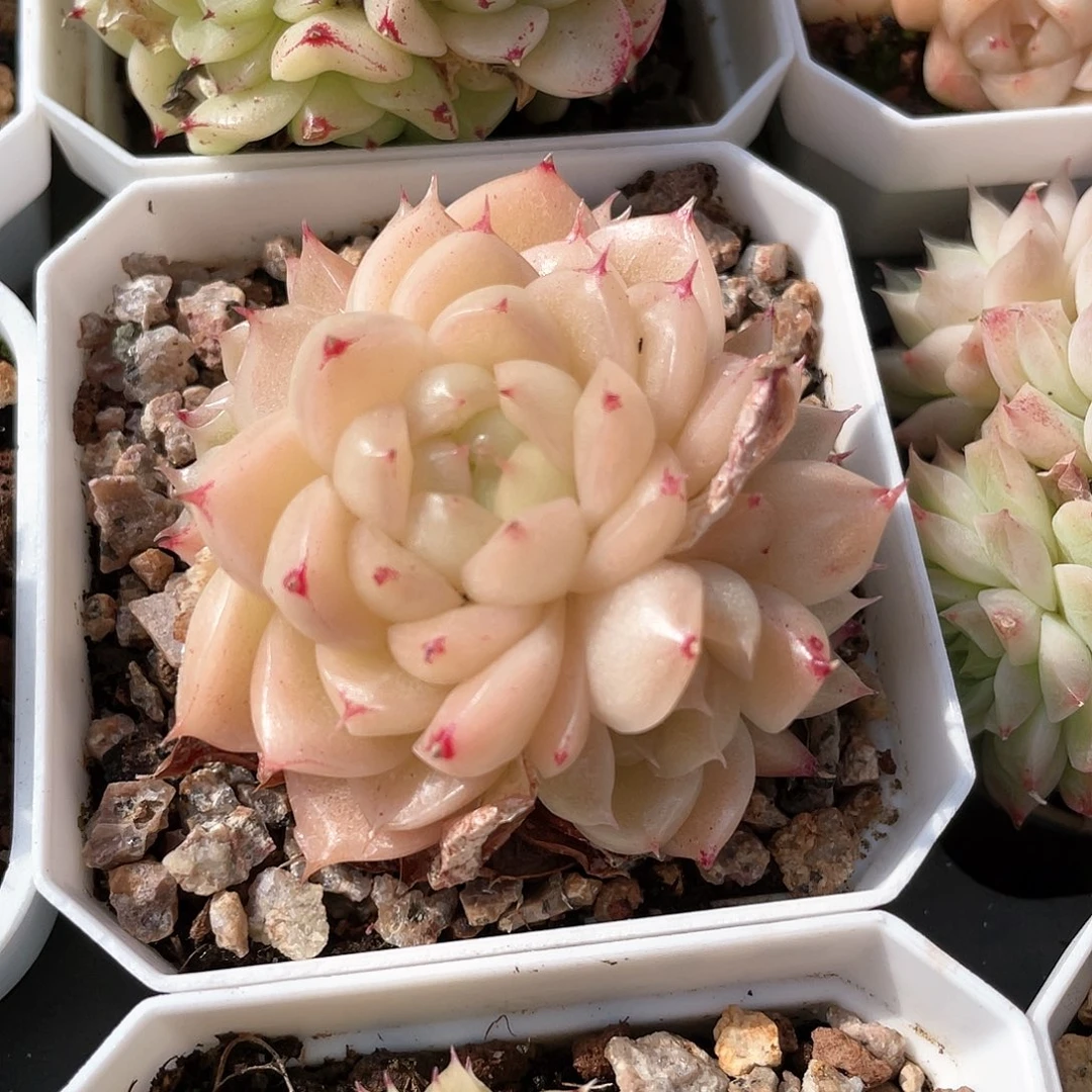 优选麦秆福利8997