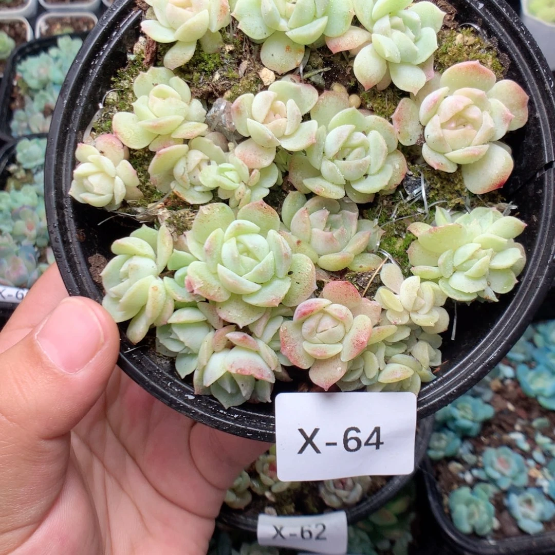 无花朵Ｘ６４英语英语