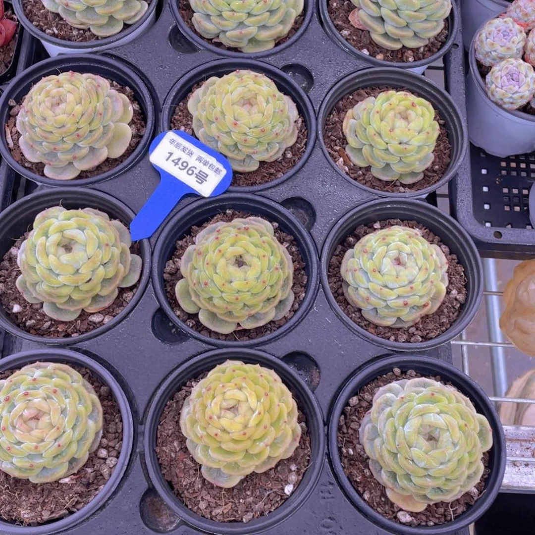 1496号白色恋人母本大单头一个