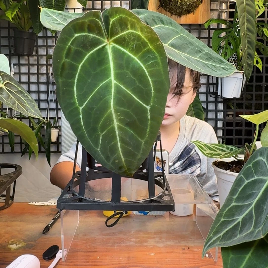 无花朵成****搭一物一拍F119